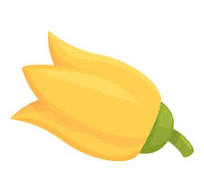 fiori di zucca